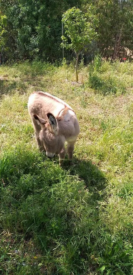 Agriturismo Funtan'Arva Loculi