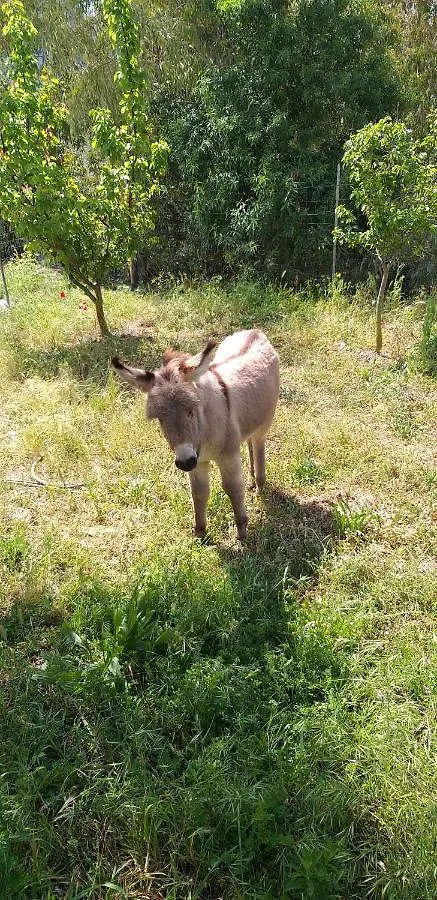 Agriturismo Funtan'Arva Loculi